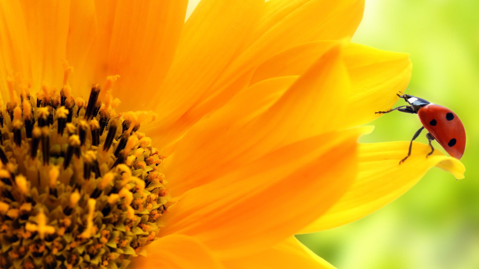 HDPackSuperiorWallpapers531_188.jpg