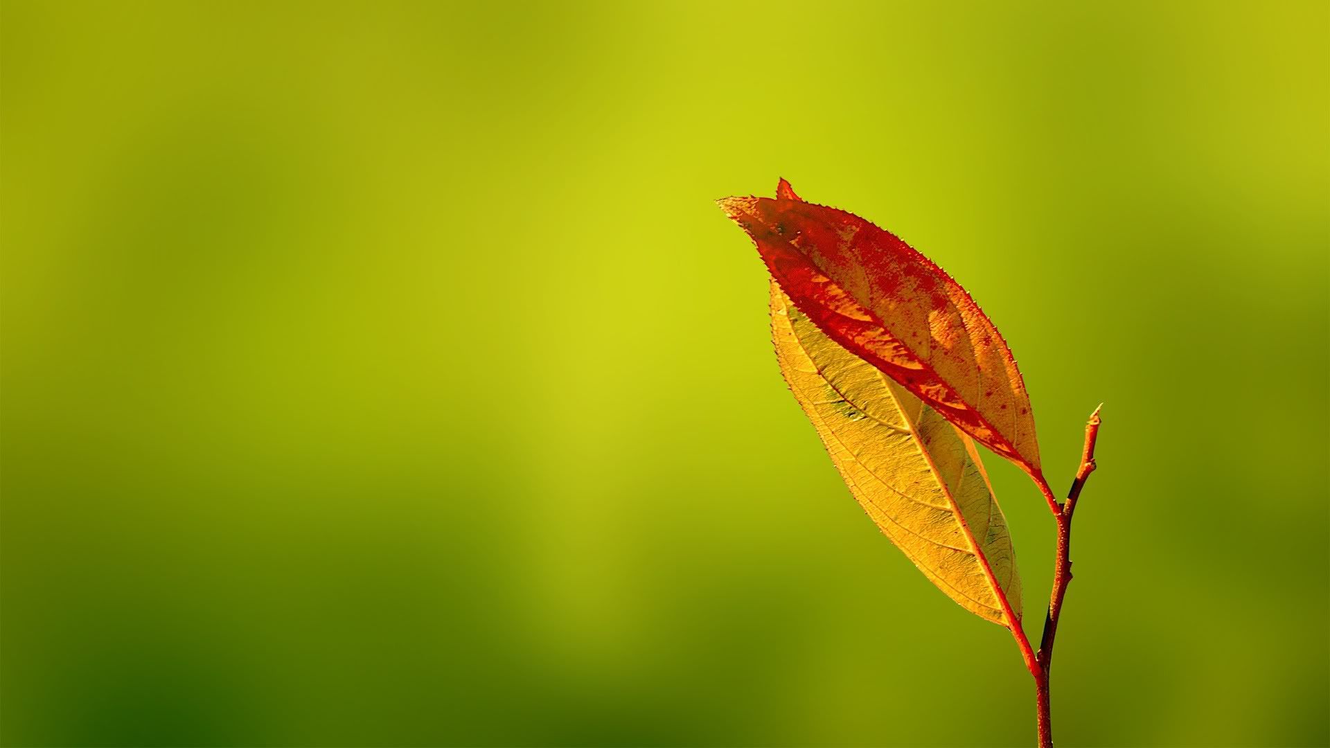 HDPackSuperiorWallpapers531_221.jpg