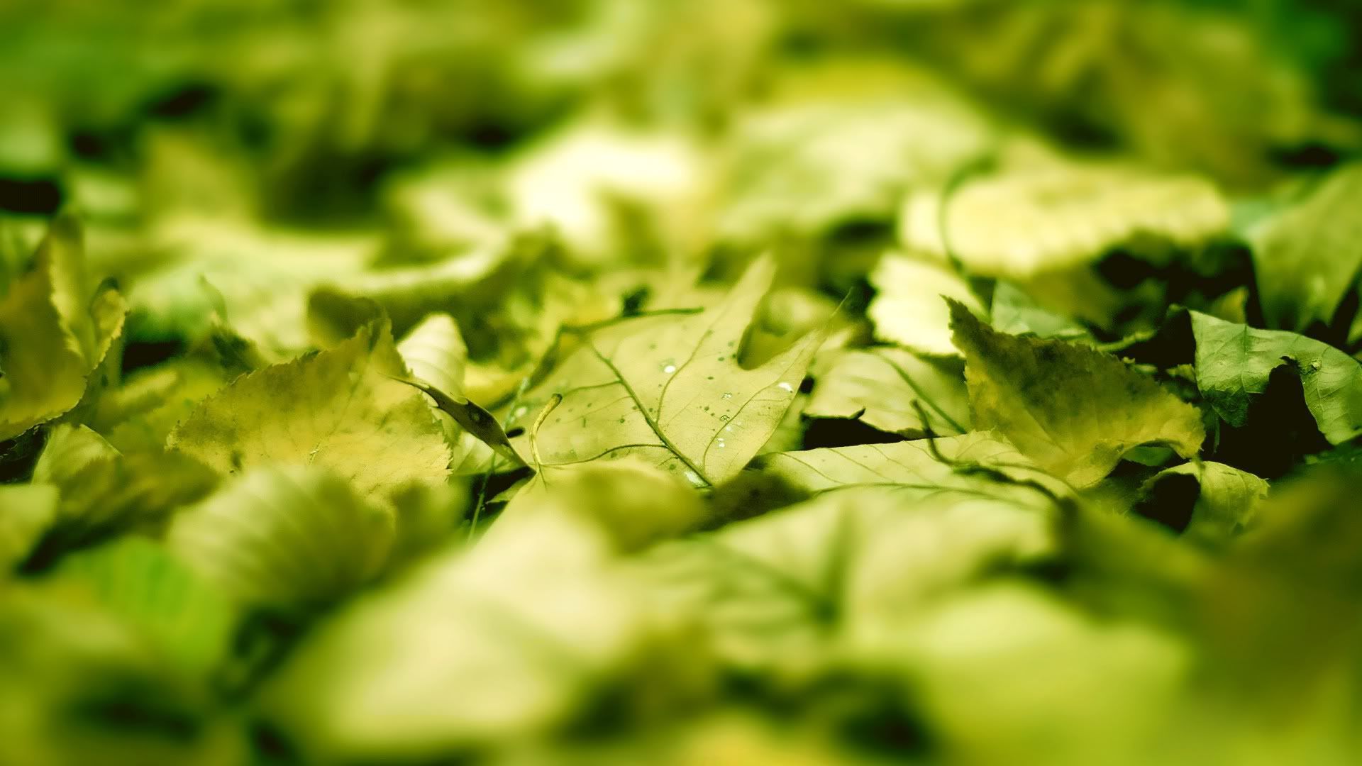 HDPackSuperiorWallpapers531_224.jpg
