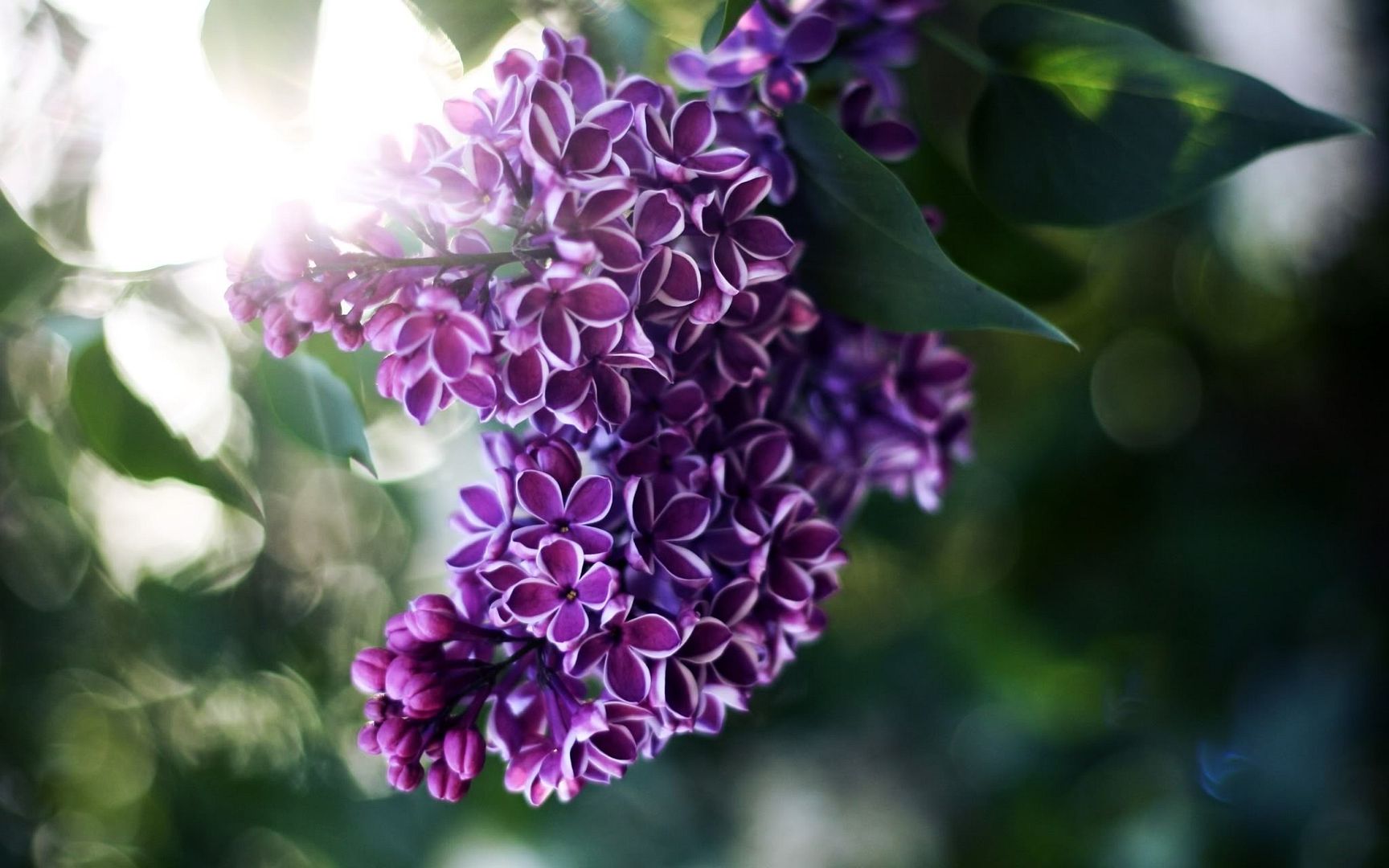 HDPackSuperiorWallpapers532_038.jpg