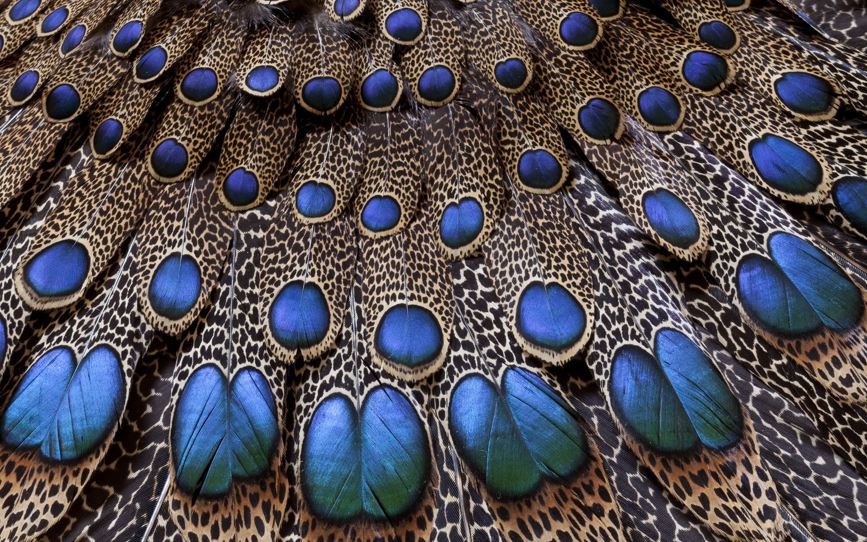 HDPackSuperiorWallpapers532_069.jpg