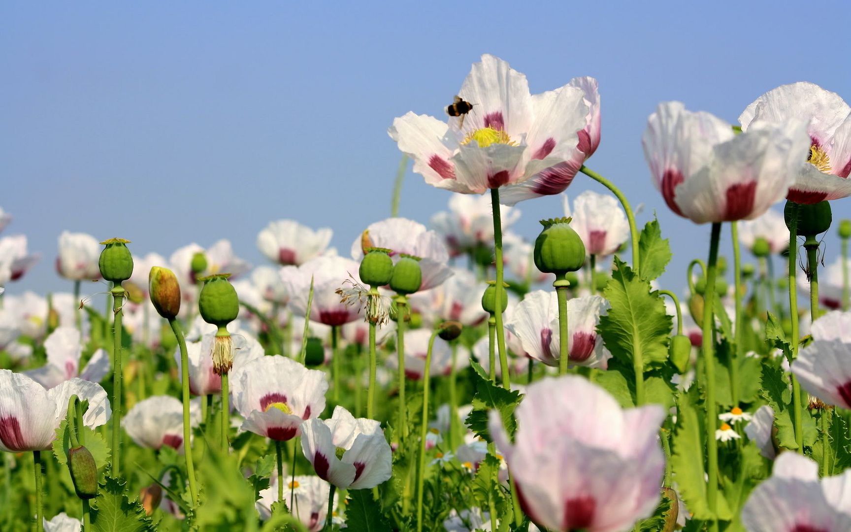 HDPackSuperiorWallpapers532_088.jpg