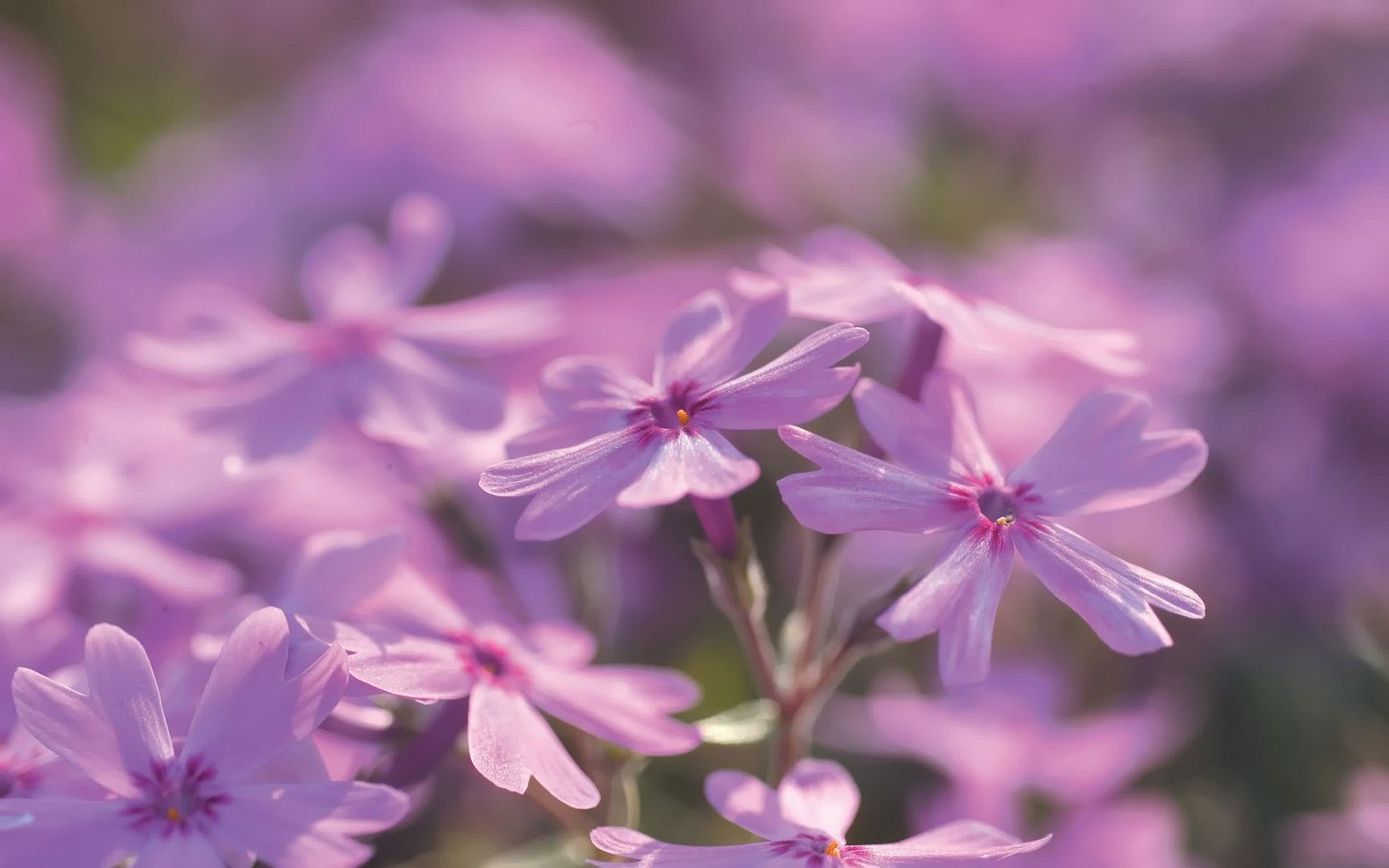 HDPackSuperiorWallpapers532_124.jpg