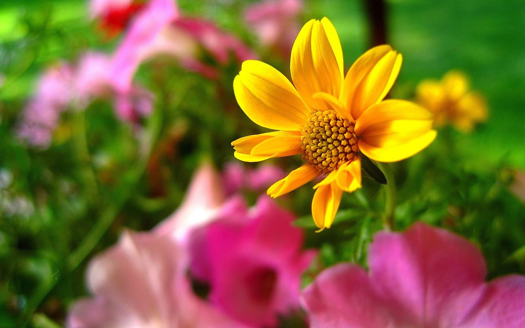 HDPackSuperiorWallpapers532_153.jpg