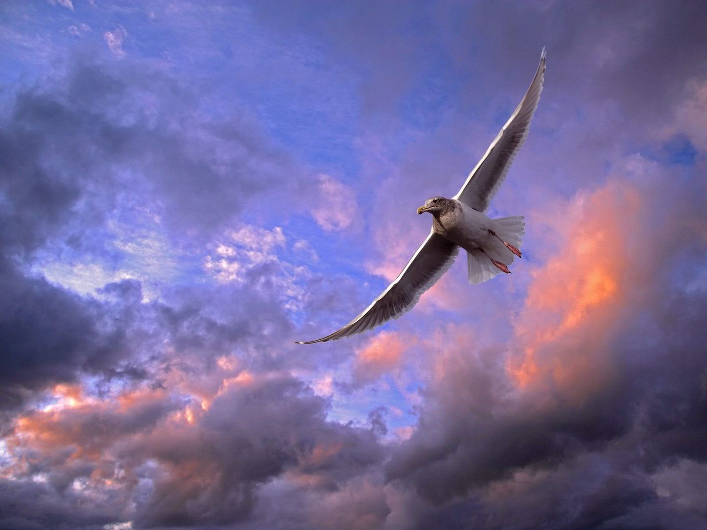 HDPackSuperiorWallpapers532_238.jpg