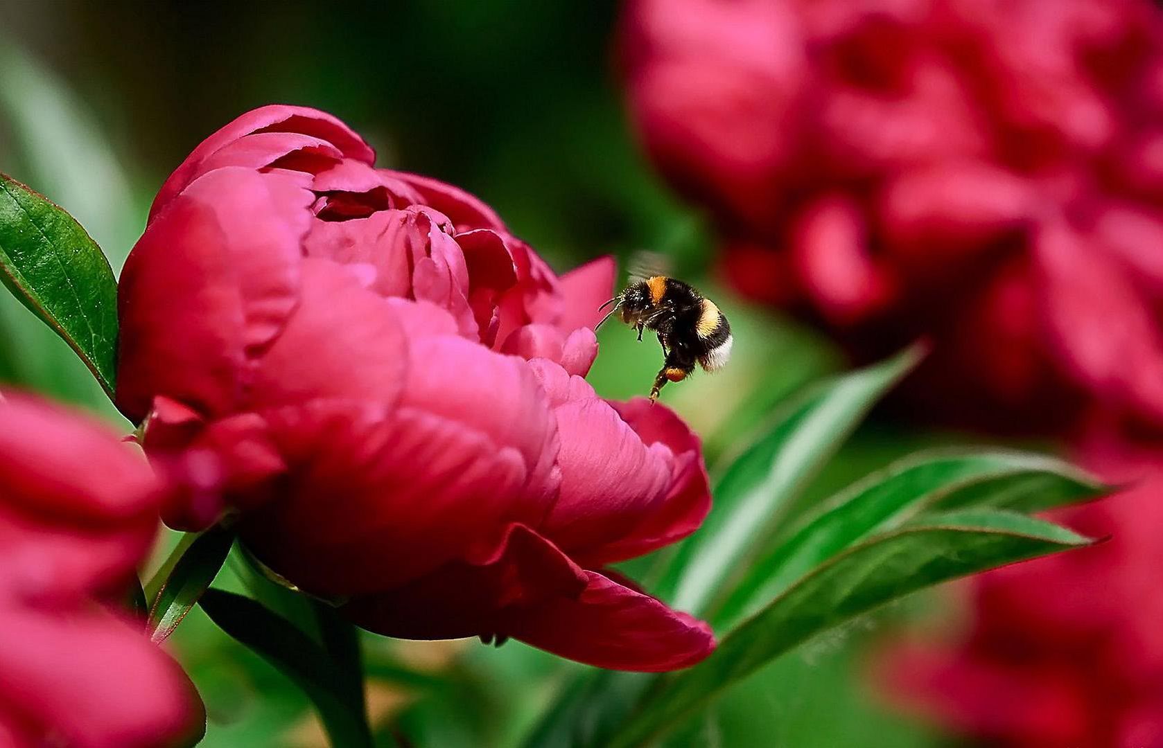 HDPackSuperiorWallpapers532_239.jpg