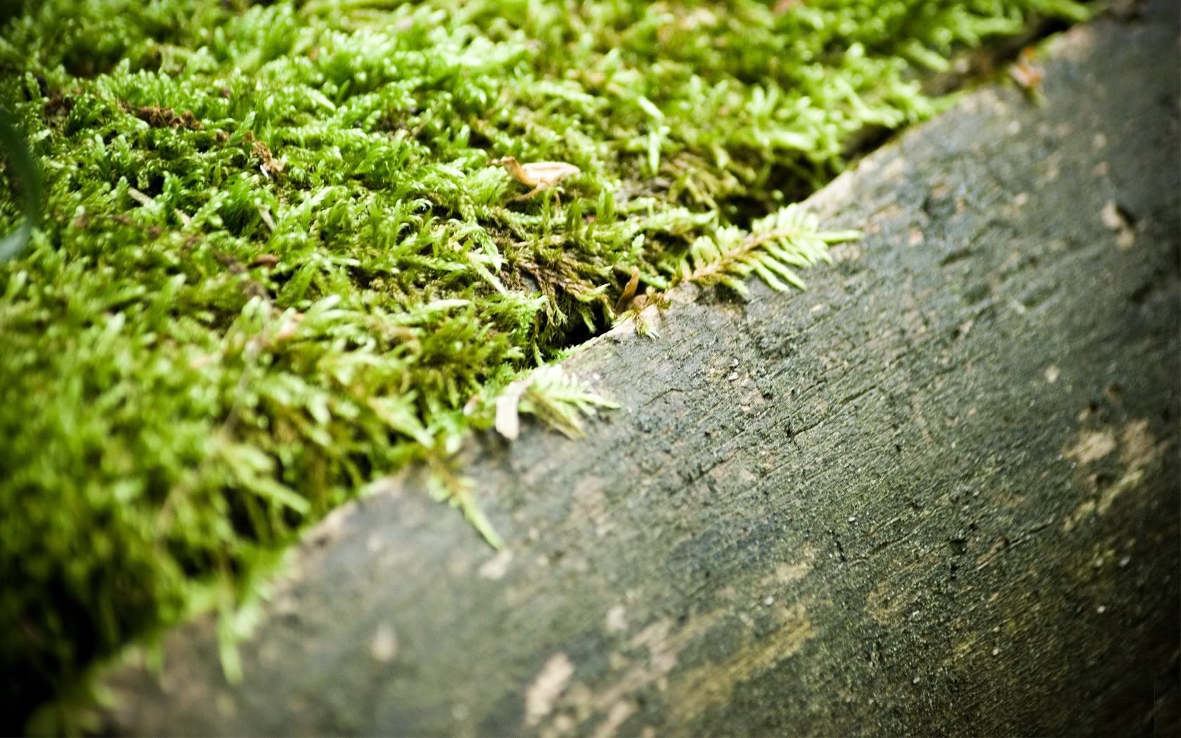 HDPackSuperiorWallpapers532_247.jpg