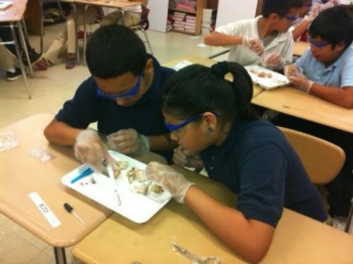 students dissecting sheep brains