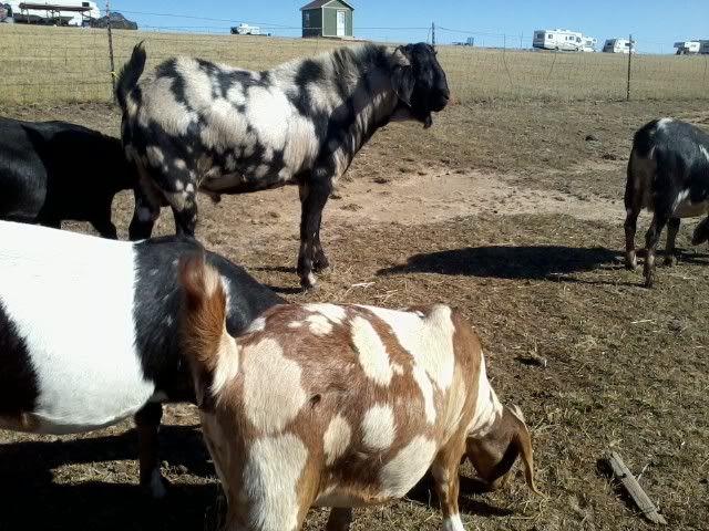Colorful duel-purpose buck - Goats