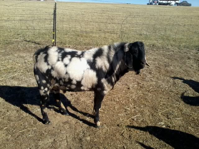 Colorful duel-purpose buck - Goats