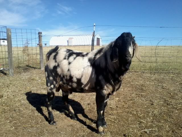 Colorful duel-purpose buck - Goats