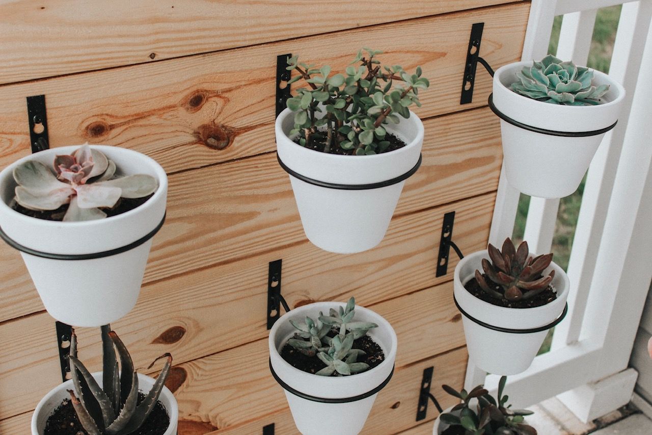 DIY Succulent Wall plants