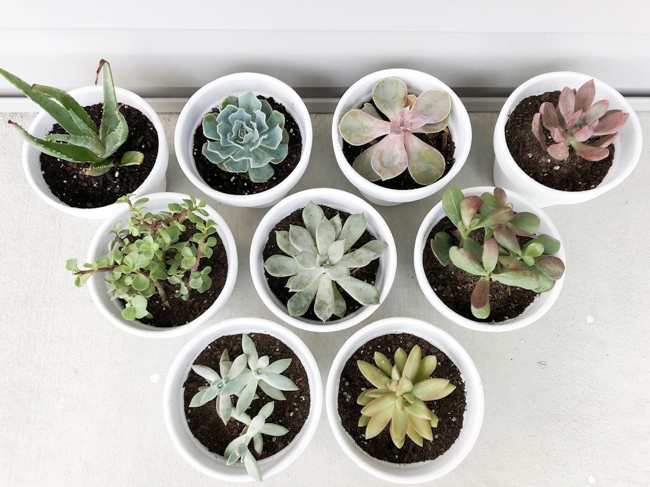 DIY Succulent Wall potted plants